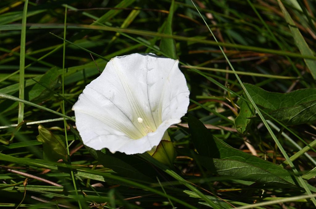 2025-07229796 Wachusett Meadow, MA.JPG - Hedge Bindweed. Wachusett Meadow Wildlife Sanctuary, MA, 7-22-2025